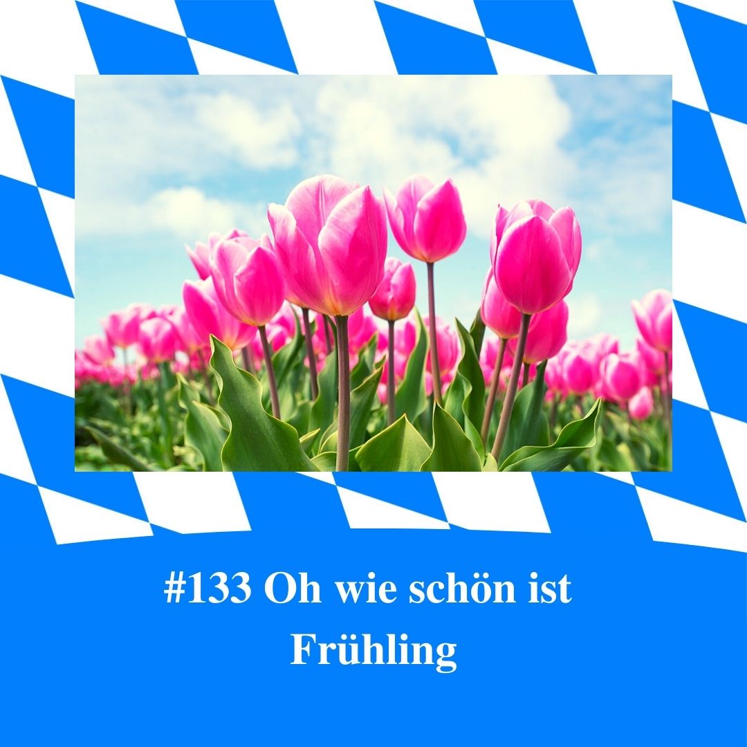 Bild für Folge Nummer 133 des bayerischen Podcasts Bayern Absolut. Ein Feld voller Tulpen aus der Froschperspektive fotografiert. Es ist Kaiserwetter mit strahlend blauem Himmel und weißen Wolken.