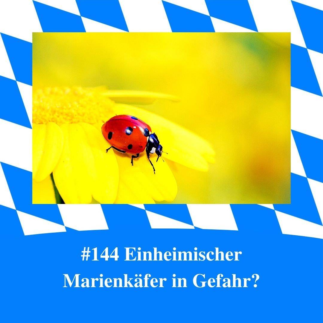 Bild für Folge Nummer 144 des bayerischen Podcasts Bayern Absolut. Zu sehen ist ein Marienkäfer auf einer Blume. Das Bild ist umrahmt von weiß-blauen bayerischen Rauten.