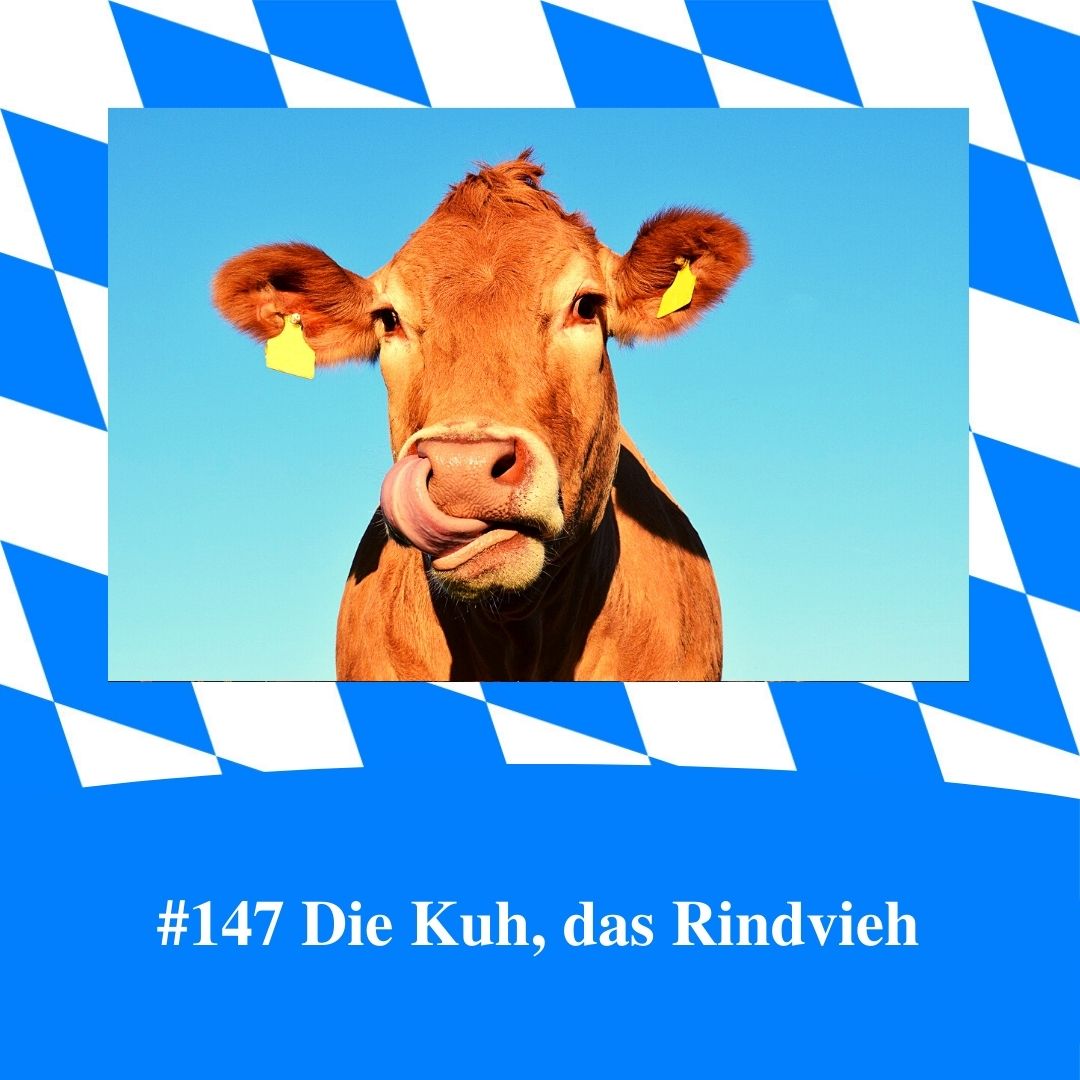 Bild für Folge Nummer 147 des bairischen Podcasts Bayern Absolut. Eine Kuh, die sich mit der Zunge um ihr Maul leckt. Das Bild ist umrahmt von weiß-blauen bayerischen Rauten.