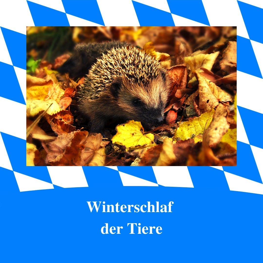 Bild für Folge Nummer 178 des bairischen Podcasts Bayern Absolut. Ein Igel im herbstlichen Laub. Das Bild ist umrahmt von weiß-blauen bayerischen Rauten.